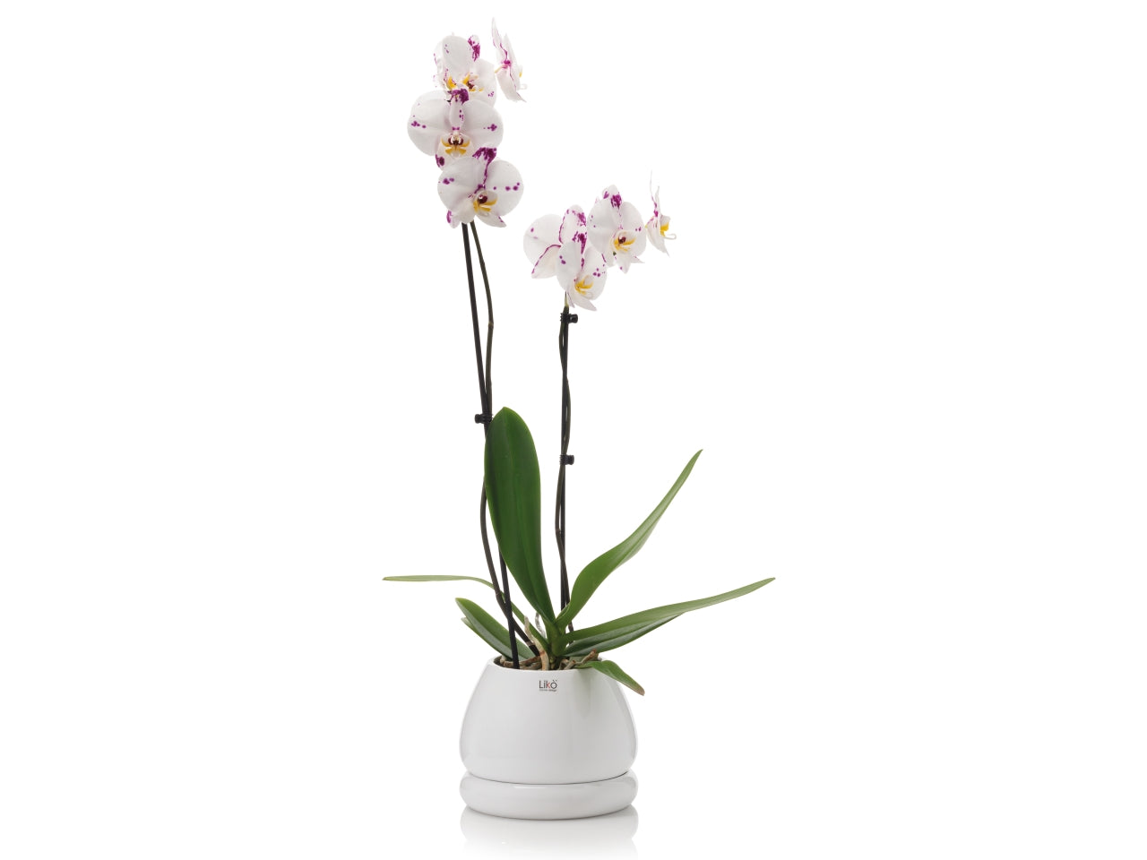 Niko Vaso d.15xh.16cm con plate bianco