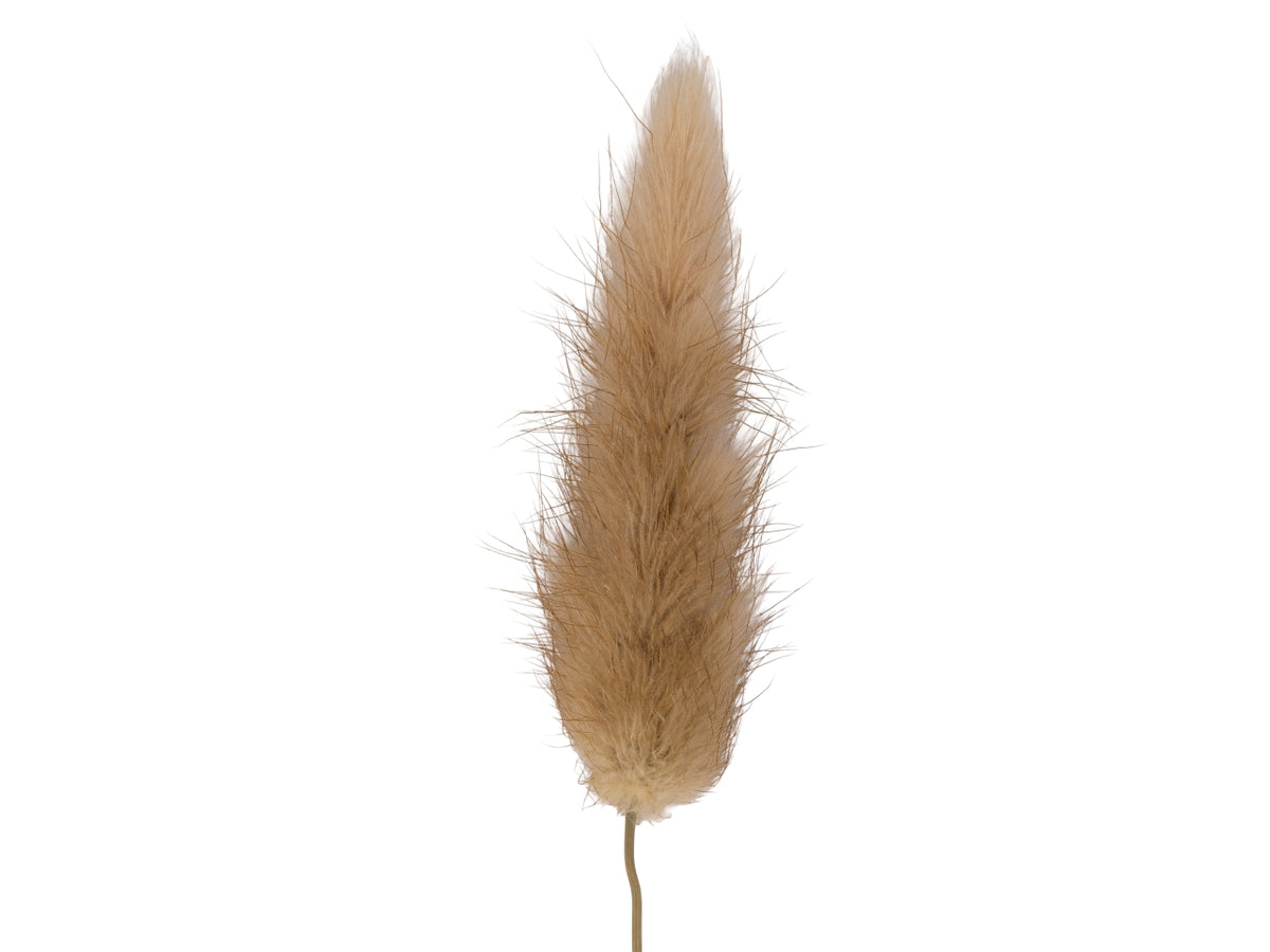 Pampas naturale in confezione da 10 pezzi