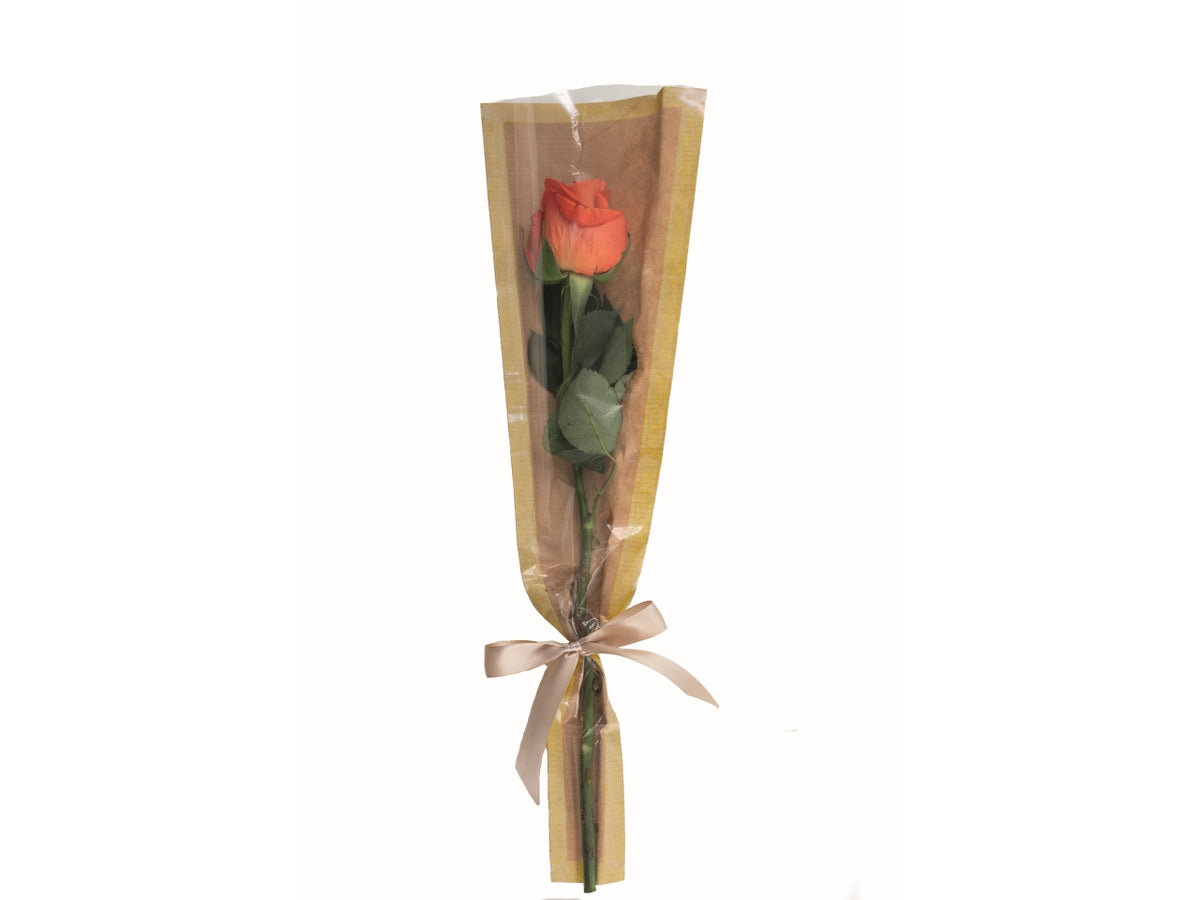 Buste coniche kelly 50pz 15x5x70cm rosso