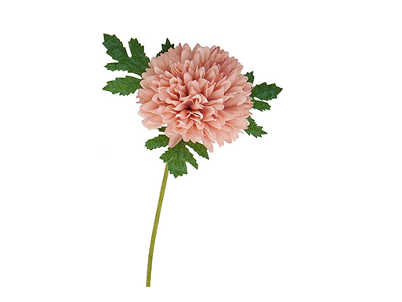 Dalia d.7cm rosa in confezione da 12 pezzi