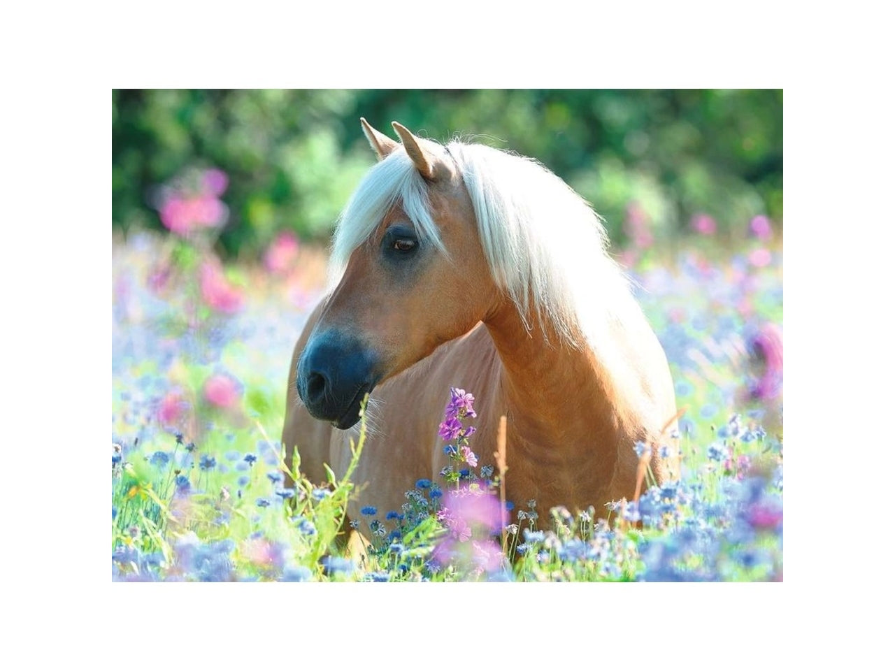 Puzzle Cavallo tra i Fiori, 300 Pezzi XXL, Puzzle per Bambini, Età Raccomandata 9+, Multicolore - Ravensburger