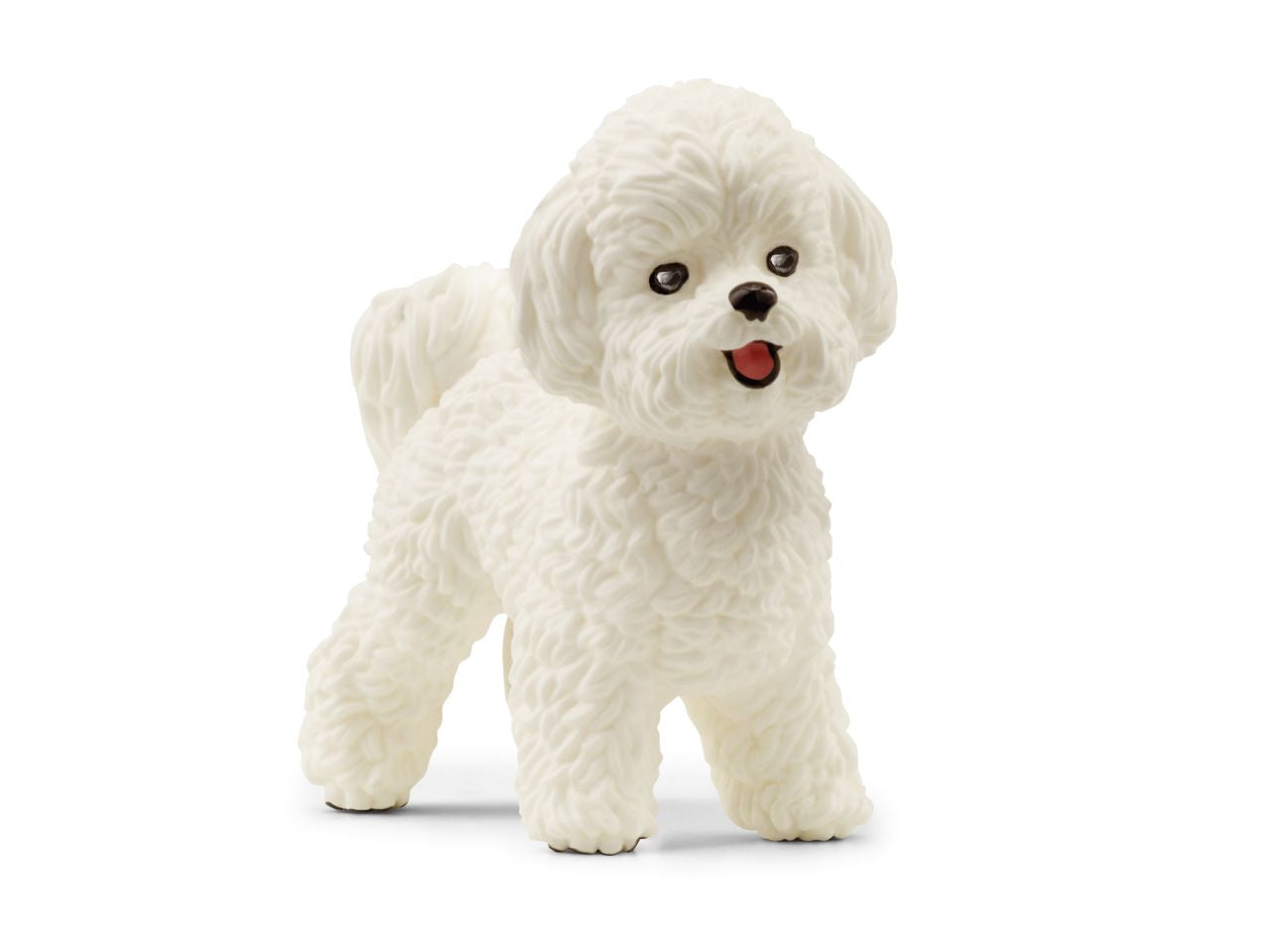 Bichon frise barboncino