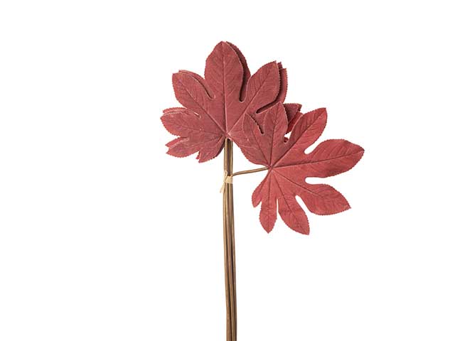 Aralia grande mauve 6foglie n22804