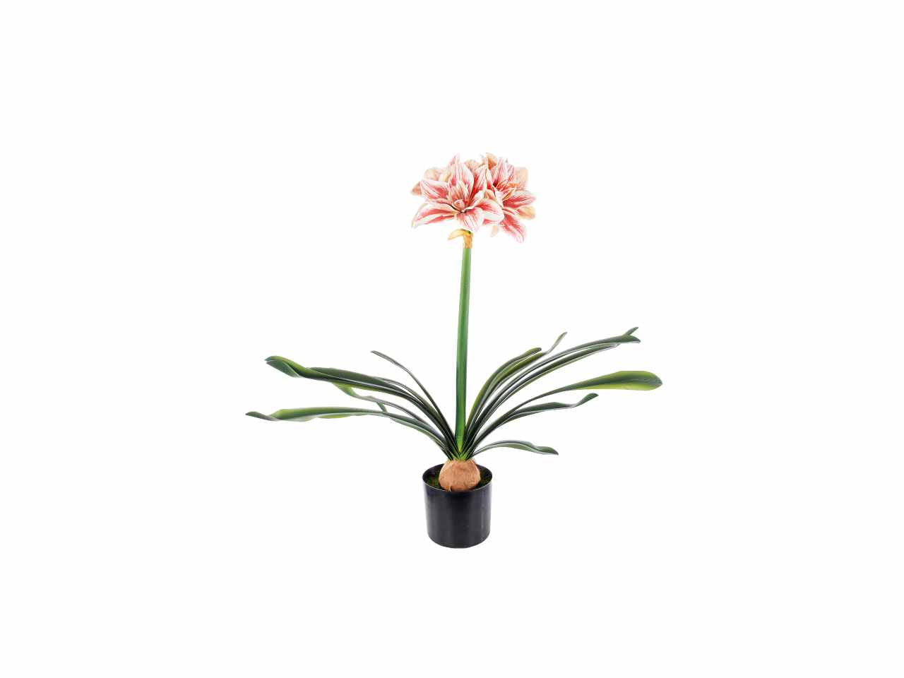 Pianta amaryllis 67cm rosso a26304