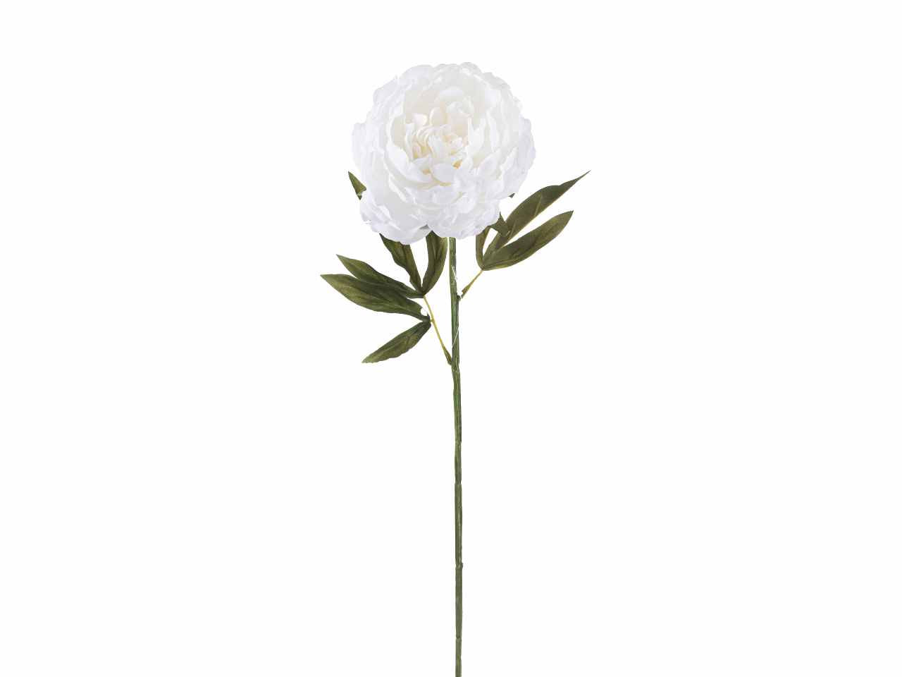 Peonia singola 64cm bianca a26499