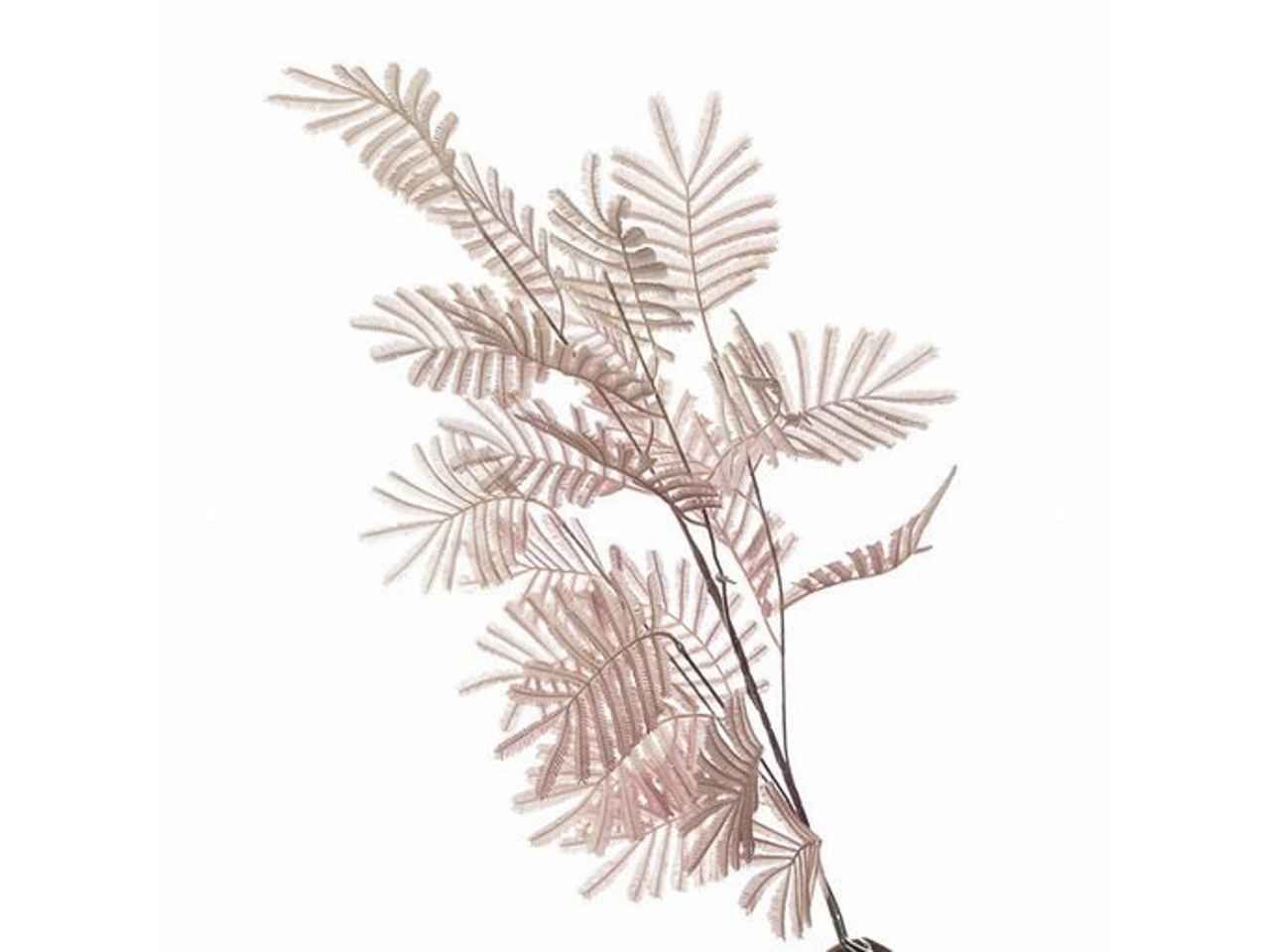 Ramo foglia di mimosa 100cm rosa