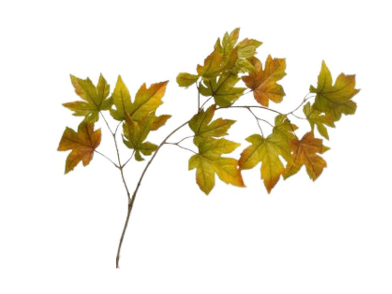 Foglie d'acero spruzz.verde da000101