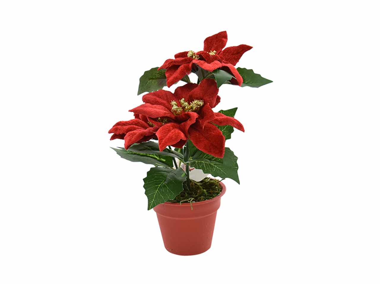 Stella natale con vaso rosso