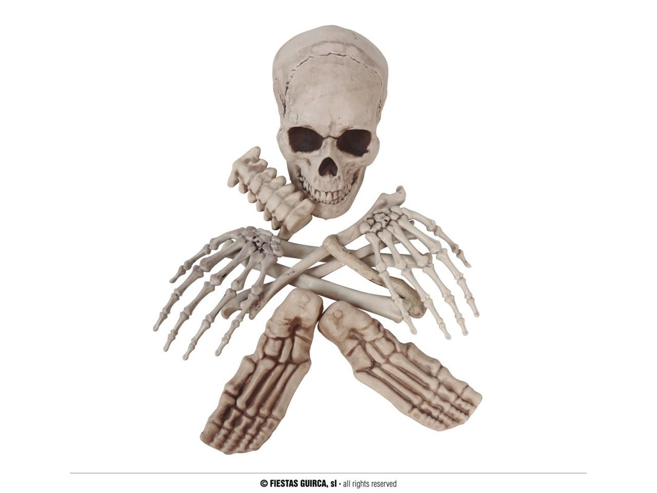Scheletro con ossa divise - la confezione comprende 12 pezzi
