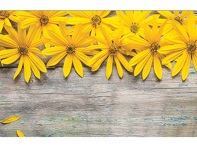 Tappeto wonder 50x100daisy 001i01602002