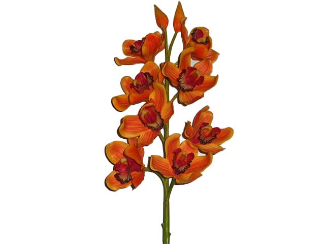 orchidea arancio 1152