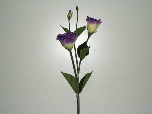 lisianthus viola 0562