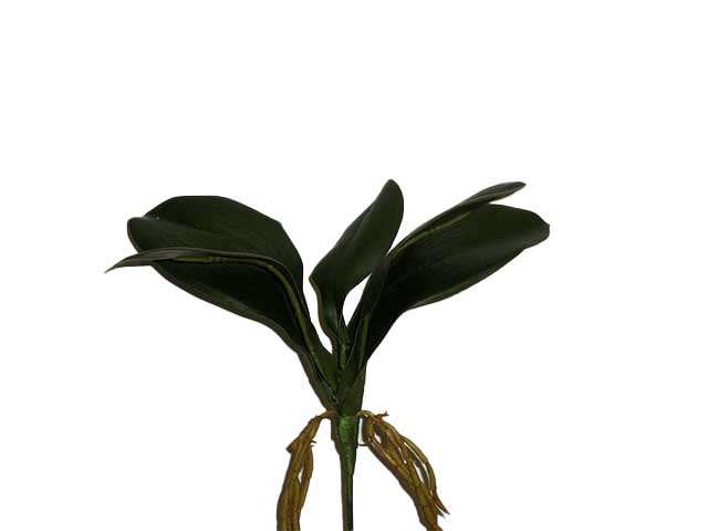 Foglie orchidea 1161