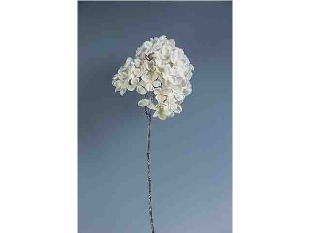 ortensia beige   n12214
