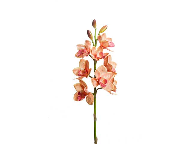 cymbidium 8fiori pesca a20579