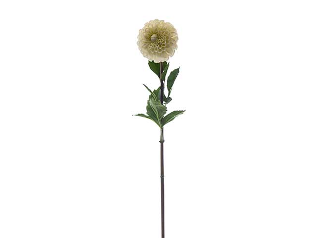 dalia 92cm crema a22687