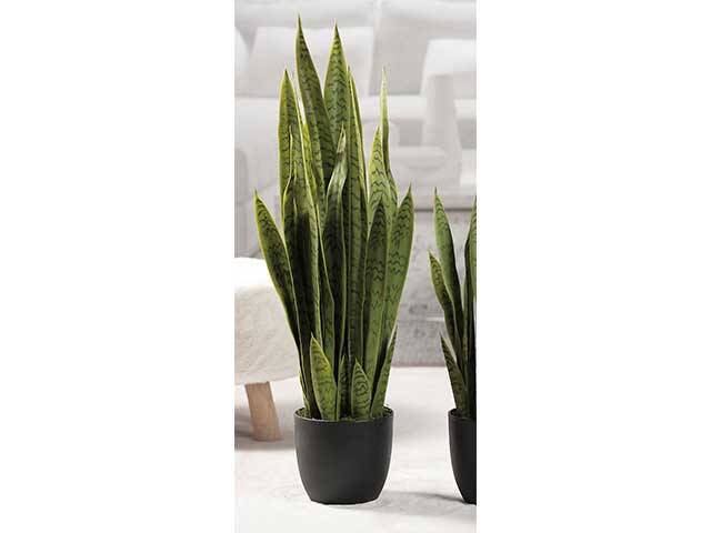 Pianta sansevieria 88cm 57651