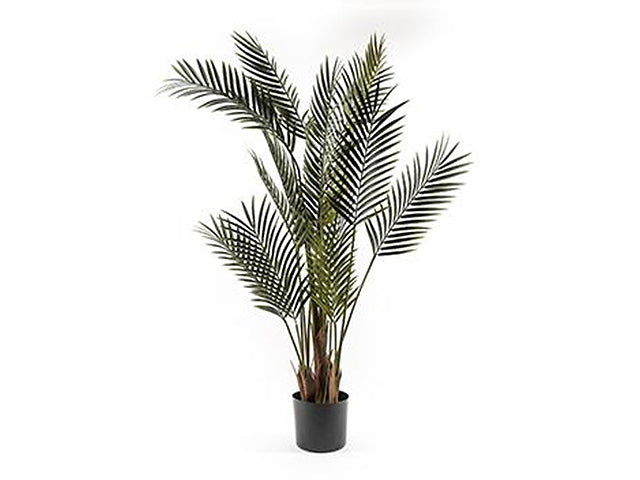 palma in vaso 150cm 03594