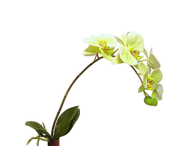 orchidea verde 114513