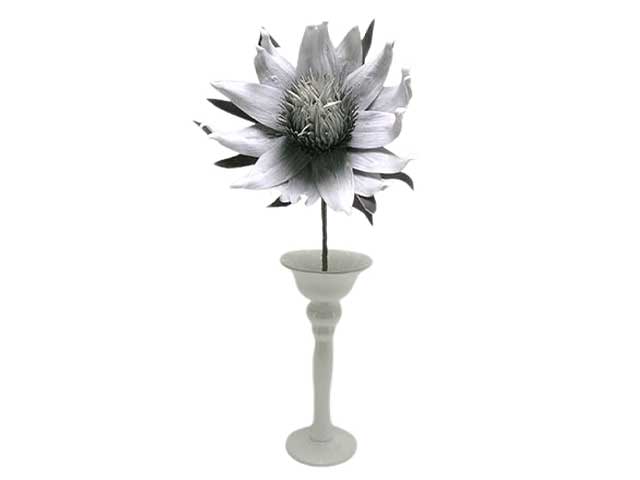 fiore phlogcantus spruzzata grigio ds001093