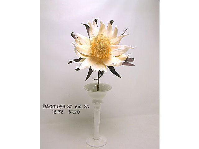 fiore phlogcantus spruzzata ivory ds001093